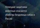 Немецкие защитники животных опасаются убийства бездомных собак в России