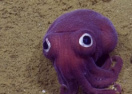 Фиолетовый кальмар-карлик покорил ученых (видео)